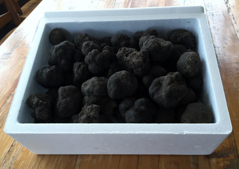 Gallery Truffle Dogs NZ